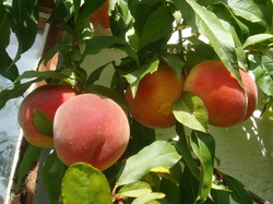 Pfirsichernte am 03.09.2011