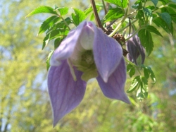  - clematis-alpina-fauriei-blue-scent-6402_1