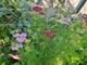 #1: Achillea millefolium 'Kirschknigin' nach einem Jahr