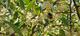 #2: Pointilla - was fr eine zauberhafte Pflanze!