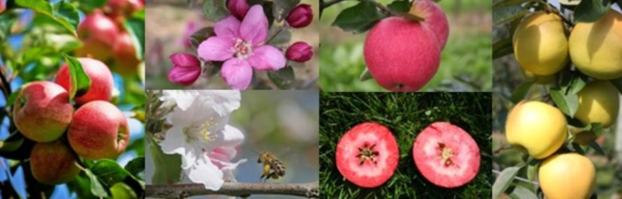 Wochendeal - Gartendeal: Easytree Apfelbume im Viererpack!