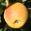 Apfel Paradis Bella Bionda Marylin