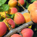 Aprikose Orangered (Prunus armeniaca)