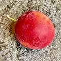 Aprikosen-Pflaume Aprisali, Prunus desycarpa, Frucht