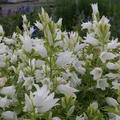 Campanula latifolia var. macrantha 'Alba'