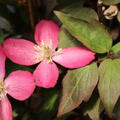 Clematis blht in rosa