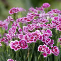 Gartennelke 'Pink Kisses', Dianthus caryphyllus 'Pink Kisses'