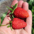 Erdbeere Frutium Belleure
