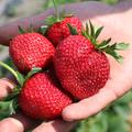 Erdbeere Frutium Bonneure - Frchte in der Hand
