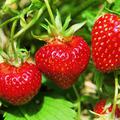 Erdbeeren Wdenswil 6