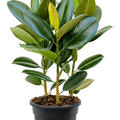 Ficus elastica 'Robusta', Tuff, im 21cm Topf, Hhe 50cm, Breite 40cm