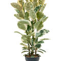 Ficus elastica 'Tineke', Tuff, im 30cm Topf, Hhe 150cm, Breite 60cm