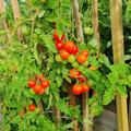 Freilandtomate 'Primavera' (Saatgut) BIO, die Tomaten sind pflckreif.