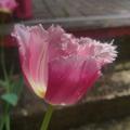 Gefranste Tulpe 'Fancy Frills', Tulipa 'Fancy Frills' 