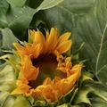Sonnenblume 'Herbstschnheit', Helianthus annuus
