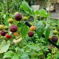 Rubus occidentalis Herbsthimbeere Primeberry 'Autumn Passion' - Syn. 'Malling Passion'
