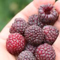 Rubus occidentalis Herbsthimbeere Primeberry 'Autumn Passion' - Syn. 'Malling Passion'