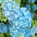 Hortensie, Ballhortensie 'Bela' blau, Hydrangea macrophylla 'Bela' 