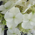 Hydrangea quercifolia Ice Crystal cremeweisse Blte