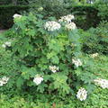 Eichenblttrige Hortensie (Hydrangea quercifolia)