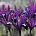 Zwergiris 'Pauline' (Iris reticulata 'Pauline')
