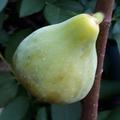 Feigenbaum Gustis Isi d'Oro, Frucht, Frchte