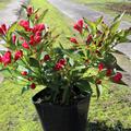 Weigelie 'All Summer Red' starke blhende Pflanze im 5 L Topf