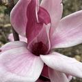 Magnolie 'March Til Frost', Magnolia x soulangiana 'March Till Frost'