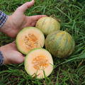 Cantaloupe-Zuckermelone &#8216;Charentais&#8217; (Cucumis melo var. cantalupensis)