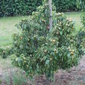 Mini-Birnbaum Pironi Nr. 3