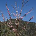 Nektarine Early Sungrand (gelbfleischig), Prunus persica nucopersica