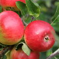 Apfel Paradis Crispino