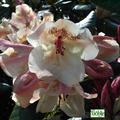 Rhododendron Hybride 'Viscy'