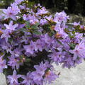 Rhododendron impeditum 'Moerheim'