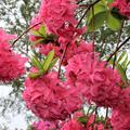 Rhododendron luteum 'Homebush' rosa Blte