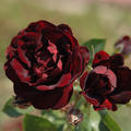 Rose 'Malicorne'