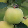 Sulenapfel Malini Greenlight - der gelb-grne Sulenapfel