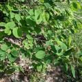 Saskatoon Beere 'Saskablue', Amelanchier alnifolia 'Saskablue'