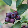 Saskatoon Beere 'Saskablue' (Amelanchier alnifolia 'Saskablue')