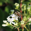 Weie Blte des Heptacodium miconioides mit einer Biene