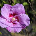 Hibiskus, Eibisch 'Lavender Chiffon' (Hibiscus syriacus 'Lavender Chiffon')
