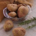 Kartoffel Revoluzzer 'Simsalata', Solanum tuberosum