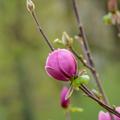 Magnolie 'Black Tulip', Magnolia