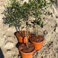 Olivenbaum 'Leccino' (Olea europea) Stmmchen im 2 L Topf