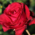 Rose de 4 vents