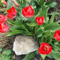 Tulpen in voller Blte, Fosteriana Tulpe 'Red Alert', Blumenzwiebel