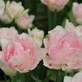 Gefllte Tulpe 'Anglique'