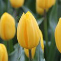 Triumph Tulpe 'Strong Gold'