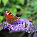 Buddleja davidii 'Lilac Chip' mit einem Schmetterling