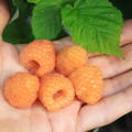Zwerghimbeere Lowberry 'Little Orangelina', Rubus idaeus